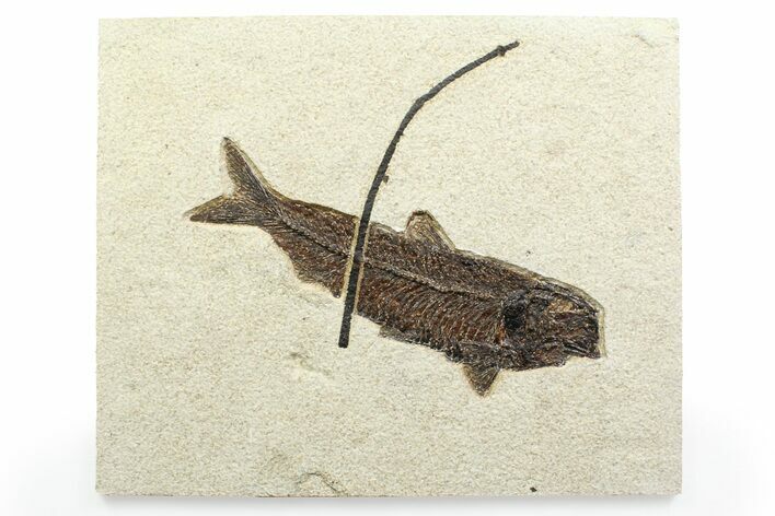 Detailed Fossil Fish (Knightia) with Twig - Large For Species #356756